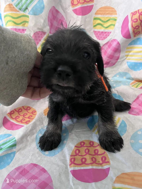 Pepper – Standard Schnauzer puppy for sale in Glasco, KS