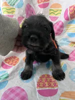 Pepper, a male Standard Schnauzer for sale in Glasco, KS – Photo 3 of 7