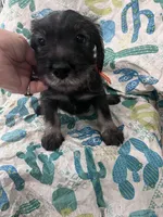 Pepper, a male Standard Schnauzer for sale in Glasco, KS – Photo 1 of 7