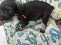 Pepper, a male Standard Schnauzer for sale in Glasco, KS – Photo 2 of 7