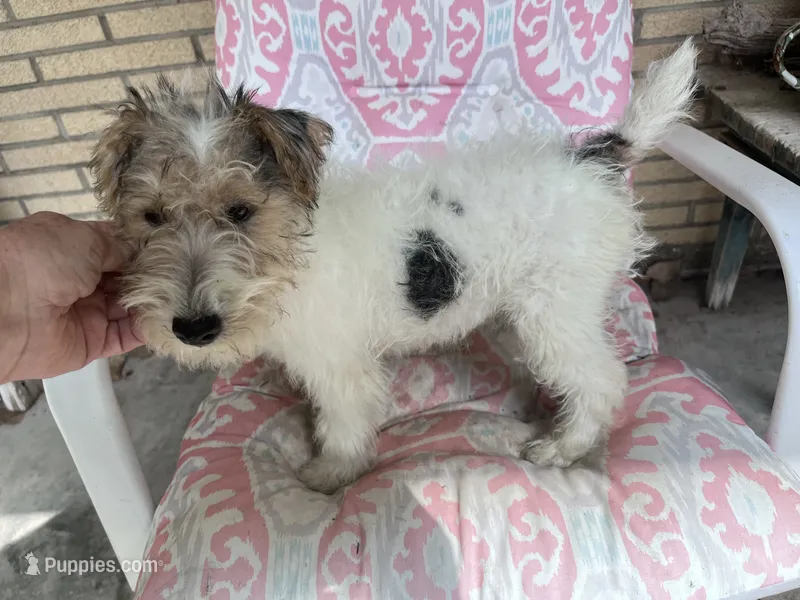 Willow - AKC – Wire Fox Terrier puppy for sale in Glasco, KS