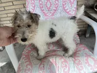 Willow - AKC, a female Wire Fox Terrier for sale in Glasco, KS – 1 of 3
