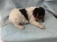 Wanda - AKC, a female Wire Fox Terrier for sale in Glasco, KS – 3 of 10