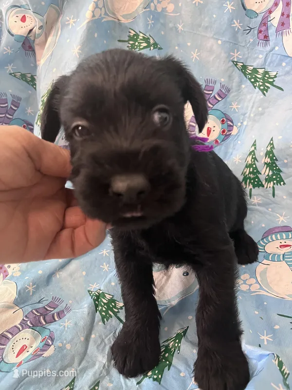 Bobby. AKC – Standard Schnauzer puppy for sale in Glasco, KS