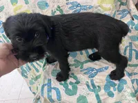 Bobby. AKC, a male Standard Schnauzer for sale in Glasco, KS – Photo 2 of 7