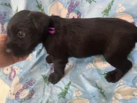 Bobby. AKC, a male Standard Schnauzer for sale in Glasco, KS – Photo 5 of 7