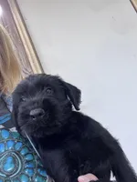 Bobby. AKC, a male Standard Schnauzer for sale in Glasco, KS – Photo 3 of 7