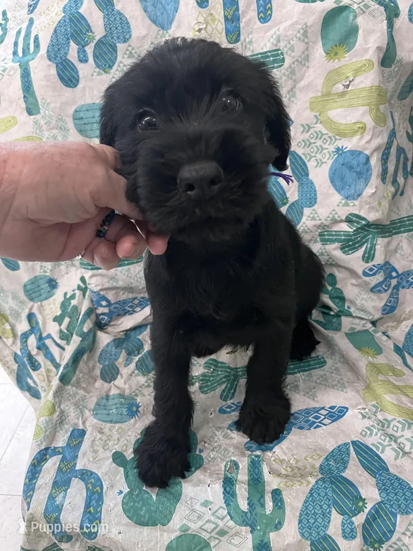 Bobby. AKC – Standard Schnauzer puppy for sale in Glasco, KS