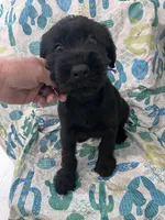 Bobby. AKC, a male Standard Schnauzer for sale in Glasco, KS – Photo 1 of 7