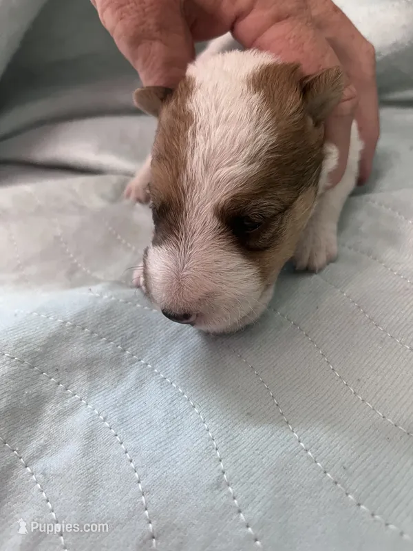 Wendy – Wire Fox Terrier puppy for sale in Glasco, KS