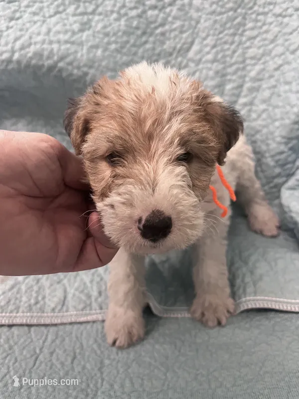Willa - AKC – Wire Fox Terrier puppy for sale in Glasco, KS