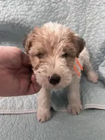 Willa - AKC, a female Wire Fox Terrier for sale in Glasco, KS – 1 of 9