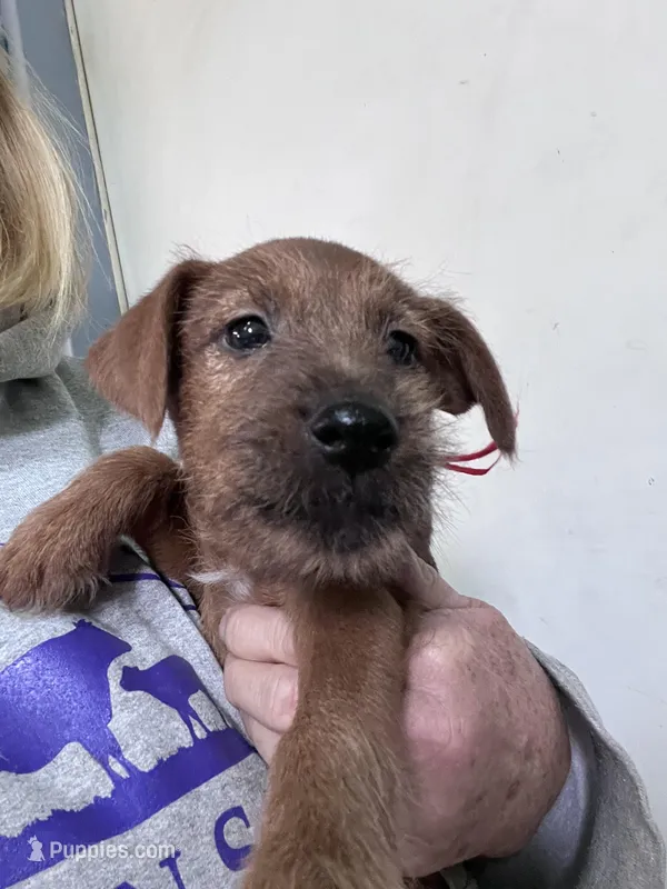 Ian – Irish Terrier puppy for sale in Glasco, KS