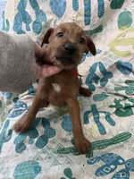 Ian, a male Irish Terrier for sale in Glasco, KS – Photo 2 of 3