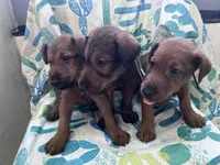 Issac, a male Irish Terrier for sale in Glasco, KS – 4 of 5