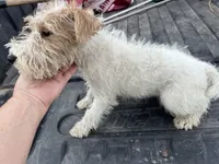 Willa - AKC, a female Wire Fox Terrier for sale in Glasco, KS – 3 of 6