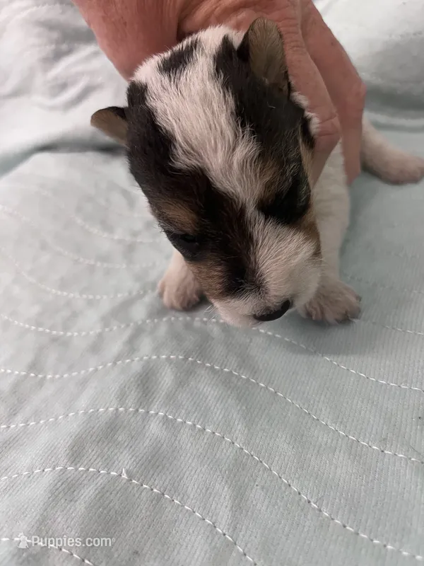Wilma - AKC – Wire Fox Terrier puppy for sale in Glasco, KS