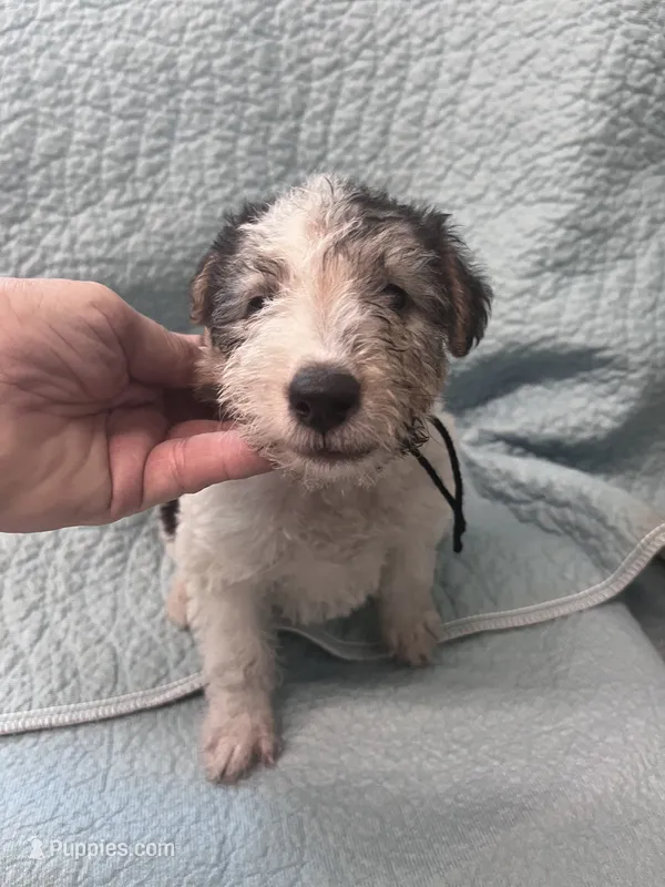 Waldo - AKC – Wire Fox Terrier puppy for sale in Glasco, KS