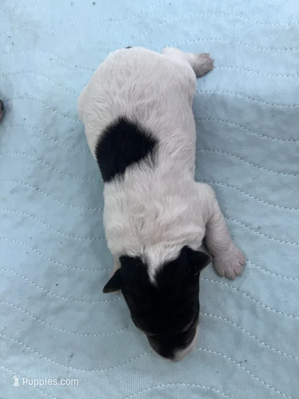 Waldo – Wire Fox Terrier puppy for sale in Glasco, KS