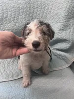 Willow - AKC, a female Wire Fox Terrier for sale in Glasco, KS – 2 of 3