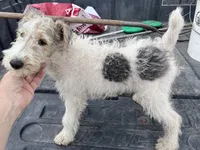 Waldo - AKC, a male Wire Fox Terrier for sale in Glasco, KS – 3 of 7