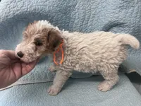 Willa - AKC, a female Wire Fox Terrier for sale in Glasco, KS – 3 of 9