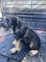 On hold - Pete , a male Standard Schnauzer for sale in Glasco, KS – 4 of 10