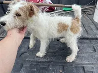 Wilma - AKC, a female Wire Fox Terrier for sale in Glasco, KS – 2 of 8