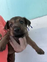 Ian, a male Irish Terrier for sale in Glasco, KS – 2 of 5