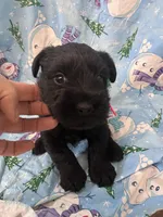 Brody. AKC, a male Standard Schnauzer for sale in Glasco, KS – Photo 6 of 9