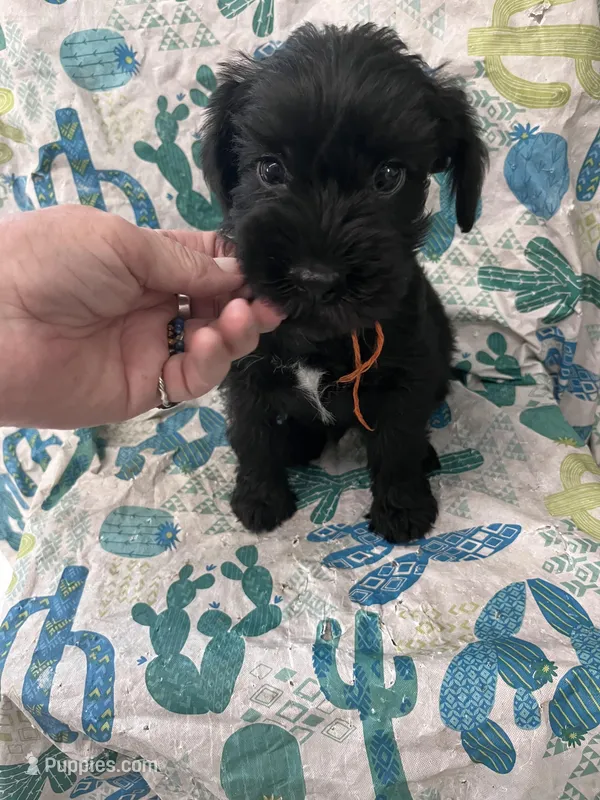 Brody. AKC – Standard Schnauzer puppy for sale in Glasco, KS