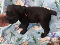 Brody. AKC, a male Standard Schnauzer for sale in Glasco, KS – Photo 5 of 9