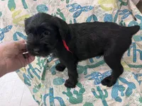 Brody. AKC, a male Standard Schnauzer for sale in Glasco, KS – Photo 3 of 9