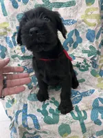 Brody. AKC, a male Standard Schnauzer for sale in Glasco, KS – Photo 2 of 9