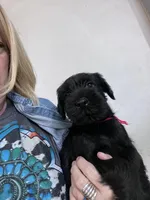 Brody. AKC, a male Standard Schnauzer for sale in Glasco, KS – Photo 4 of 9