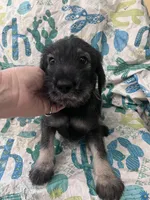 Patrick, a male Standard Schnauzer for sale in Glasco, KS – Photo 2 of 7