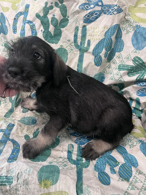 Patrick – Standard Schnauzer puppy for sale in Glasco, KS