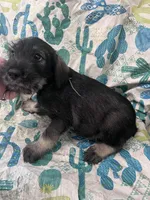 Patrick, a male Standard Schnauzer for sale in Glasco, KS – Photo 1 of 7