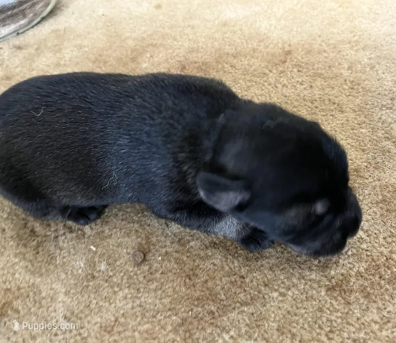 Patrick, a male Standard Schnauzer for sale in Glasco, KS – Photo 1 of 3