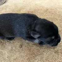 Patrick, a male Standard Schnauzer for sale in Glasco, KS – Photo 5 of 7