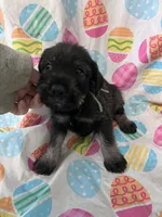 Patrick, a male Standard Schnauzer for sale in Glasco, KS – Photo 4 of 7