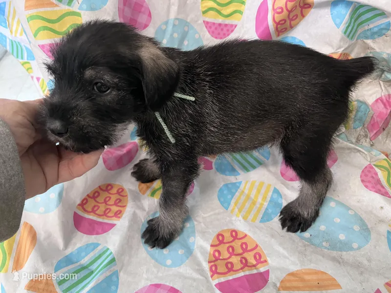 Patrick – Standard Schnauzer puppy for sale in Glasco, KS