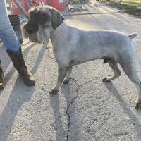 Patrick, a male Standard Schnauzer for sale in Glasco, KS – Photo 6 of 7