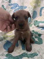 Dutchess - AKC, a male Irish Terrier for sale in Glasco, KS – 1 of 4