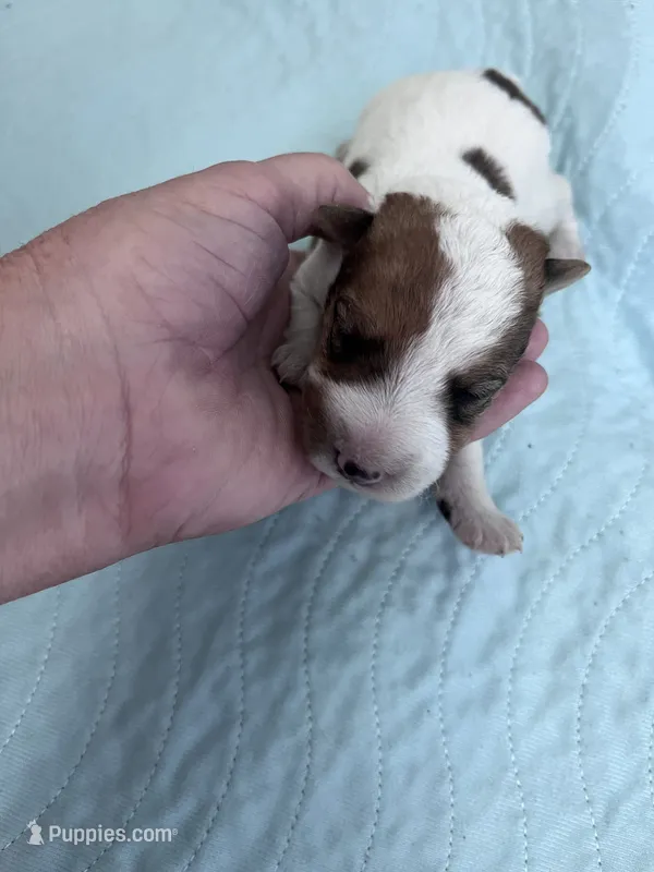Wendy – Wire Fox Terrier puppy for sale in Glasco, KS