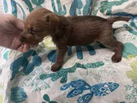 Darian - AKC, a male Irish Terrier for sale in Glasco, KS – 2 of 2