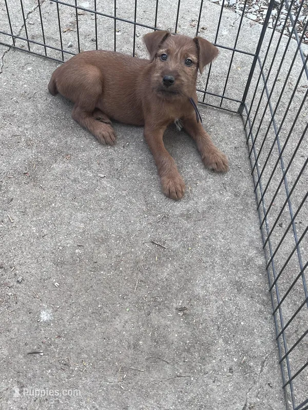 Ivan – Irish Terrier puppy for sale in Glasco, KS