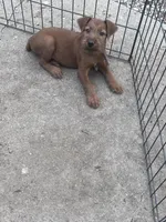 Ivan, a male Irish Terrier for sale in Glasco, KS – 1 of 7