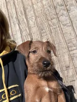 Ivan, a male Irish Terrier for sale in Glasco, KS – 2 of 7