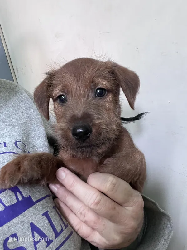 Ivan – Irish Terrier puppy for sale in Glasco, KS